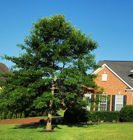 Tree & Shrub Services